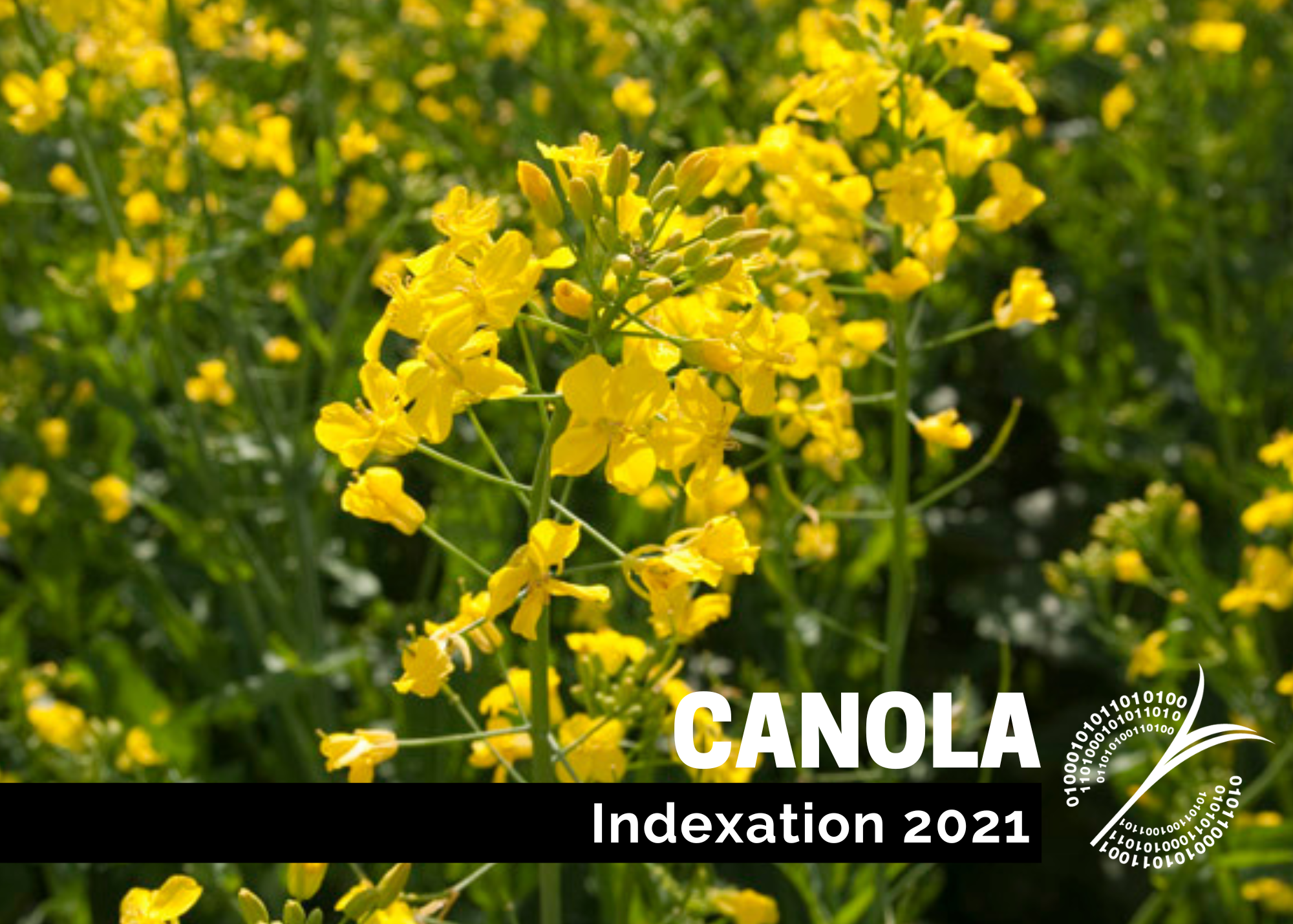 Études de coûts de production : Indexation 2021 - Canola